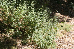 Marrubium