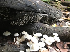 Xylaria filiformis