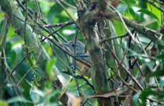 Thamnophilus caerulescens