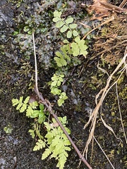 Woodsia obtusa