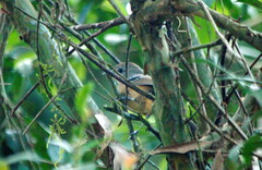 Thamnophilus caerulescens