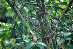 Thamnophilus caerulescens