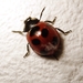 Coccinella septempunctata brucki - Photo (c) yah_japan, some rights reserved (CC BY-NC), uploaded by yah_japan