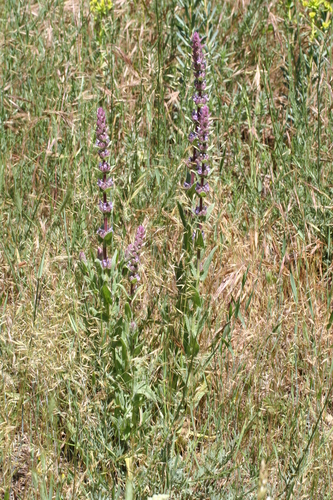 Nepeta tuberosa image