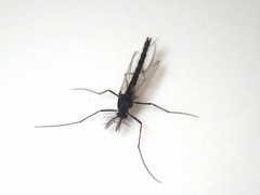 Chironomidae