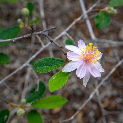 Grewia androyensis