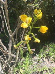 Eulophia speciosa