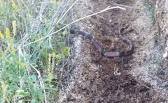 Micrurus tener tener