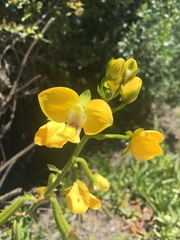 Eulophia speciosa