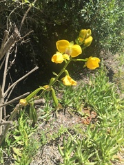 Eulophia speciosa