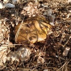 Suillus mediterraneensis