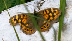 Pararge aegeria aegeria