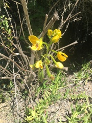 Eulophia speciosa