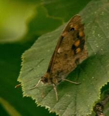 Pararge aegeria aegeria