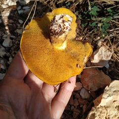 Suillus mediterraneensis
