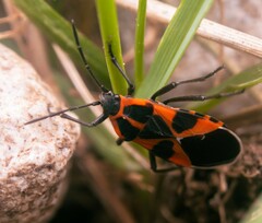 Tropidothorax leucopterus