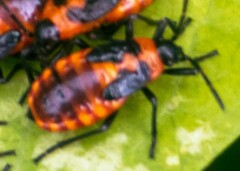 Tropidothorax leucopterus