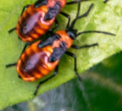 Tropidothorax leucopterus