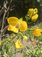Eulophia speciosa