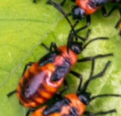 Tropidothorax leucopterus