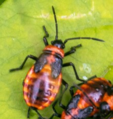 Tropidothorax leucopterus