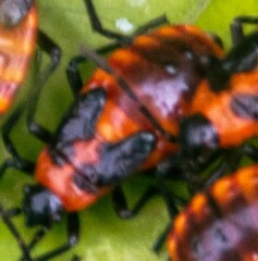 Tropidothorax leucopterus