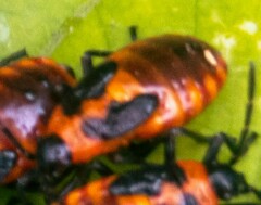 Tropidothorax leucopterus