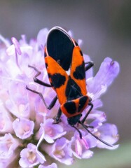 Tropidothorax leucopterus