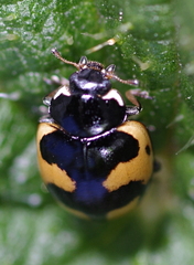 Ceratomegilla alpina