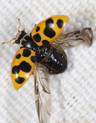 Ceratomegilla notata