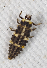 Ceratomegilla alpina