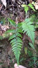 Athyrium arisanense