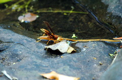 Polistes cavapyta