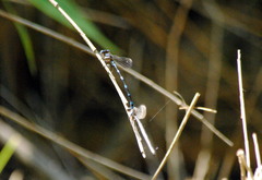 Argia serva