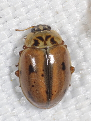 Aphidecta obliterata