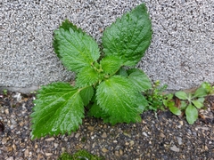 Urtica dioica dioica