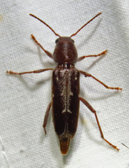Xylotrechus sagittatus
