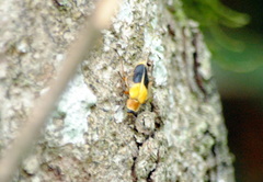 Chauliognathus expansus