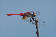 Aethriamanta nymphaeae