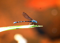 Argia serva