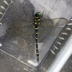 Anotogaster sieboldii