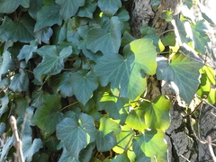 Hedera crebrescens