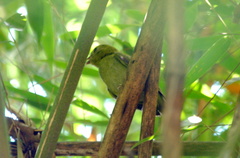 Chiroxiphia caudata