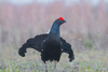 Black Grouse - Photo (c) Евгений Попов, some rights reserved (CC BY-NC), uploaded by Евгений Попов