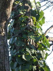 Hedera crebrescens
