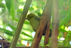 Chiroxiphia caudata