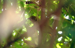 Chiroxiphia caudata