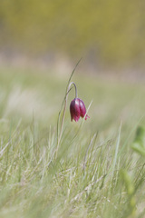 Fritillaria meleagroides