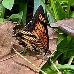 Junonia sophia