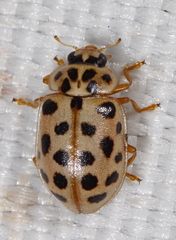 Anisosticta novemdecimpunctata